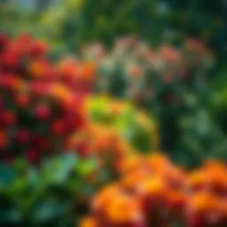 A vibrant garden showcasing various insect-repellent bushes.