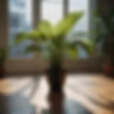 A stunning large indoor plant basking in sunlight