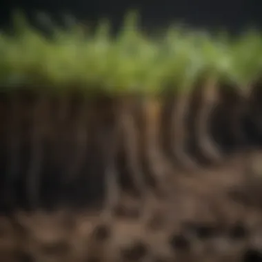 A close-up of turf roots establishing in the soil