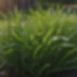 Close-up view of crabgrass in a lawn