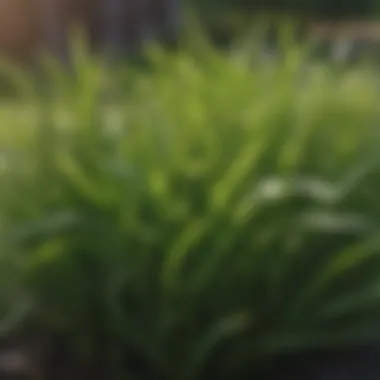 Understanding Crabgrass Biology Close-up view of crabgrass in a lawn