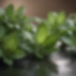 Close-up of peppermint leaves