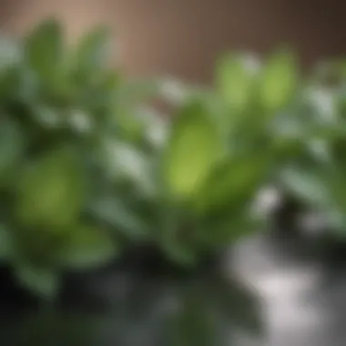 Close-up of Fresh Peppermint Leaves Close-up of peppermint leaves