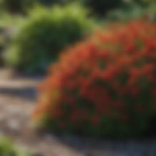 A vibrant display of miniature shrubs forming a colorful border in a garden.