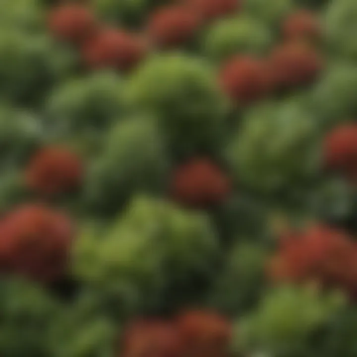 Close-up of a variety of miniature shrubs showcasing their textures and colors.