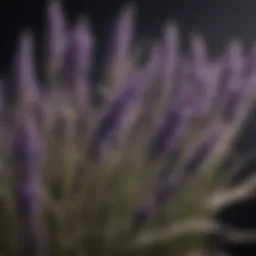 Close-up of dried lavender flowers known for repelling moths