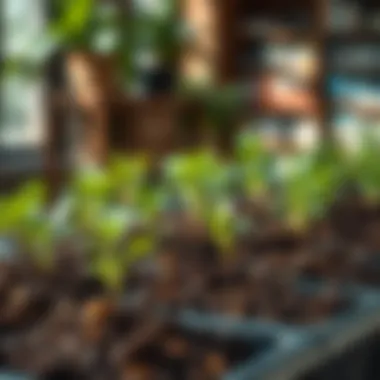 Healthy plants thriving in coco coir mix