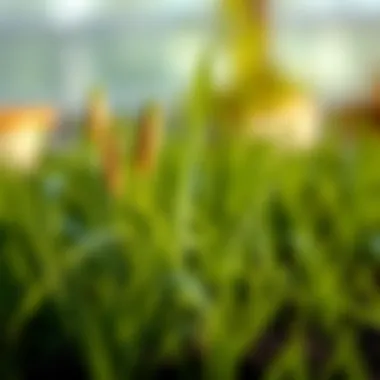 Optimal Conditions for Grass Planting Summary Optimal Conditions for Grass Planting Summary