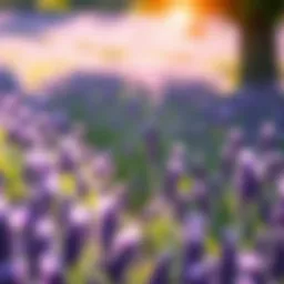 Lavender field basking in sunlight