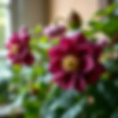 Companion plants that thrive alongside hellebores