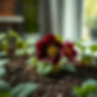 Illustration of ideal soil conditions for hellebores
