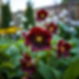 Diverse hellebore varieties in a lush garden setting