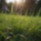 A close-up view of vibrant grass blades in sunlight