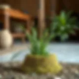 Peat Moss vs Coco Coir: A Comprehensive Comparison for Eco-Conscious Gardening Introduction