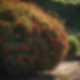 Vibrant evergreen shrubs in a well-maintained garden