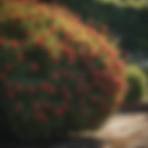 Vibrant evergreen shrubs in a well-maintained garden
