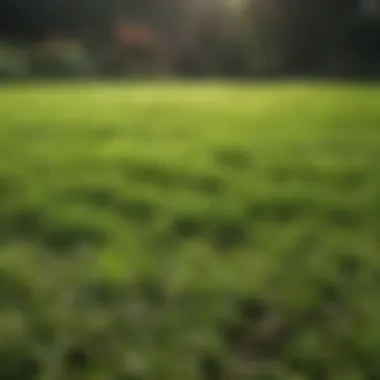 Lush Green Lawn After Seeding Freshly seeded lawn showcasing vibrant grass growth