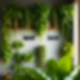 Plants Growing on Walls: An Exploration of Vertical Greenery Introduction