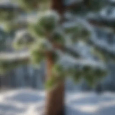 Close-up of a healthy pine tree surrounded by snow