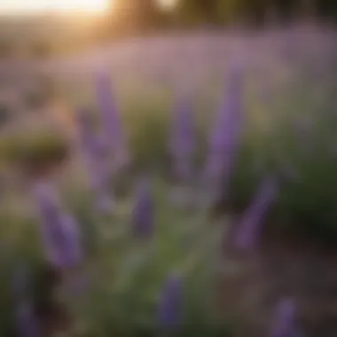 Close-up of lavender flowers showcasing their beauty