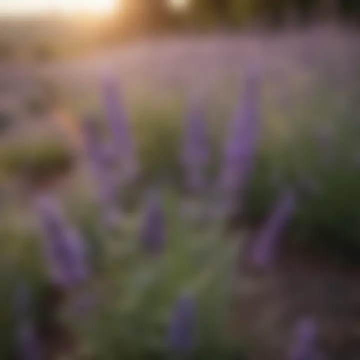 Close-up of lavender flowers showcasing their beauty