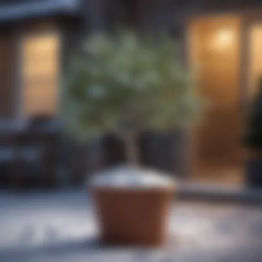 A healthy potted tree covered in snow