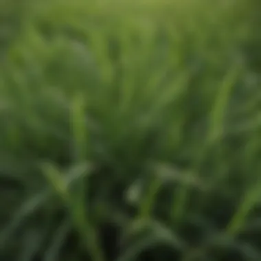 Close-up of St. Augustine grass showcasing its lush texture