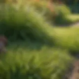 A vibrant lawn featuring various types of grass suitable for sunny areas