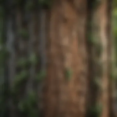 A close-up of a unique small tree showcasing its distinct bark and foliage.