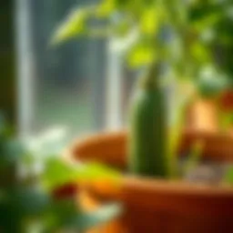 Starting Cucumbers from Seed: A Comprehensive Guide Introduction