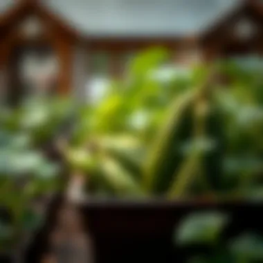 Notable Starting Cucumbers from Seed: A Comprehensive Guide Notable Starting Cucumbers from Seed: A Comprehensive Guide