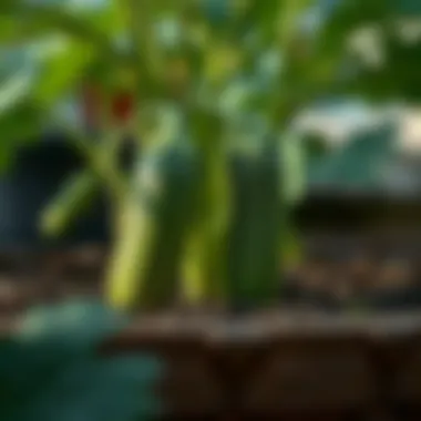 Starting Cucumbers from Seed: A Comprehensive Guide Summary Starting Cucumbers from Seed: A Comprehensive Guide Summary