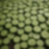 Selection of cucumber seeds in various varieties
