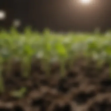 Close-up of healthy seedlings ready for transplanting