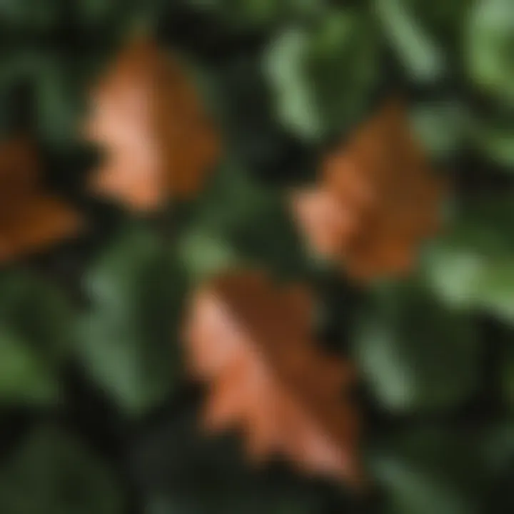 Close-up view of poison ivy leaves showcasing their distinct three-leaf structure