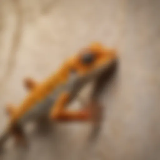 Close-up of a gecko on a wall