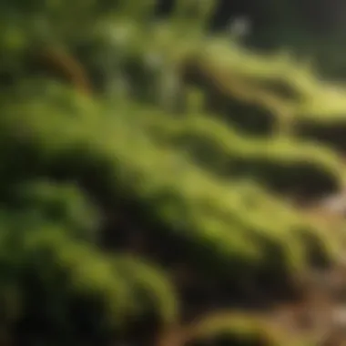 Close-up of moss in a lawn