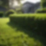 Lush green lawn with minimal moss growth