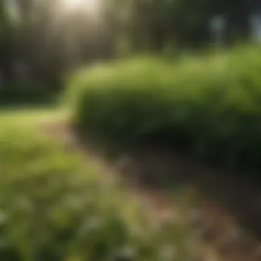 Thriving Grass: The Goal of Lawn Care Healthy grass thriving in a well-maintained lawn