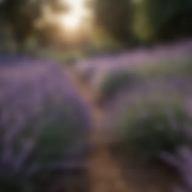 Lavender being cultivated in a serene garden setting