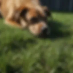 Lush green grass ideal for dogs