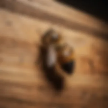 Bee Activity on Wood Close-up of wood texture showing bee activity
