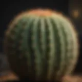 A neatly trimmed cactus showcasing healthy growth