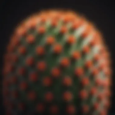 Vibrant Cactus Post-Trimming Close-up of a cactus with vibrant colors and textures post-trimming