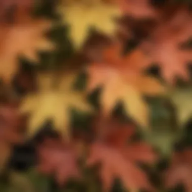 Close-up of dwarf maple leaves highlighting their unique shapes