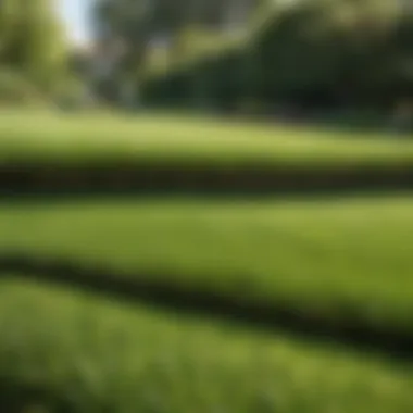 Vibrant lawn before and after thatching