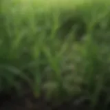 Close-up of lush green grass with freshly applied fertilizer granules