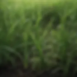 Close-up of lush green grass with freshly applied fertilizer granules