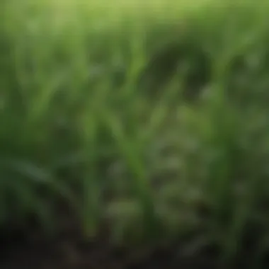 Lush Green Grass with Fertilizer Close-up of lush green grass with freshly applied fertilizer granules