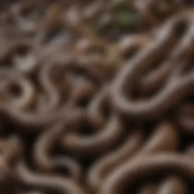 An array of different types of plumbing snakes displayed together for comparison